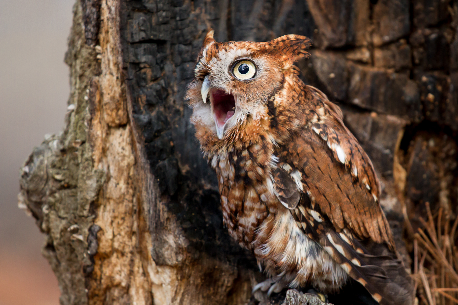 Calling Screech Owl | Shutterbug